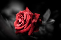Roses-flowers-33460130-1200-800