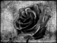 black-rose-eternal-bw-david-dehner