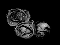Black-Rose-Pictures