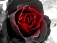 black_rose_becomes_red_by_andrewbride-d6jkh7w