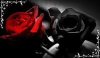 red-and-black-rose1