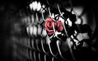 red-rose-trapped-in-the-fence-flower-hd-wallpaper-2560x1600-4141
