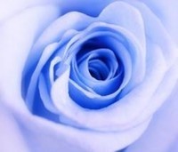 rose-bleue_4323_w250