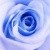 rose-bleue_4323_w250