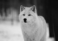 black-and-white-canis-dog-love-Favim-com-511597_large