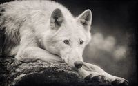 Black-and-White-Wallpaper-of-White-Polar-Wolf-Lying-on-a-Rock