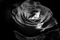 1-black-and-white-rose-cindy-boyd