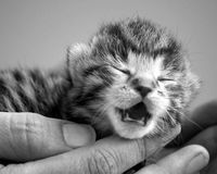 crying-baby-kitten