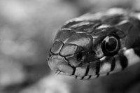 grass_snake_in_black_and_white_by_livfan09-d4yuvu2