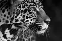 animal-black-and-white-cheetah-dope-tiger-Favim-com-419791