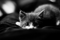 animal-beauty-black-and-white-cat-Favim-com-636287