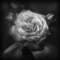 biltmore-rose-black-and-white-stephen-stookey