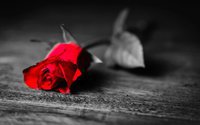 Black-and-white-only-rose-flower-is-red_2560x1600