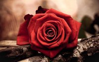 Close-up-of-a-red-rose-flower_2560x1600