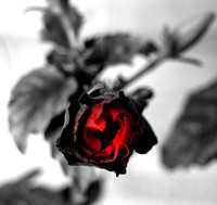 gothic rose