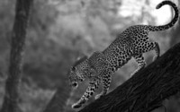 gray_leopard_walk_tail_big_cat_predator_hd-wallpaper-50847