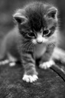 l_cat_by_BenedekBela