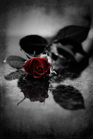 Red_gothic_Rose_by_Ashayaa