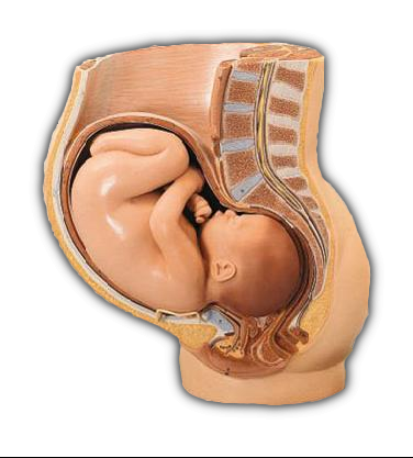 Position Bebe 35 Semaines Je Suis Inquiete Accouchement Naturel Forum Grossesse Amp Bebe Doctissimo Position Bebe 35 Semaines Je Suis Inquiete Accouchement Naturel Forum Grossesse Amp Bebe Doctissimo