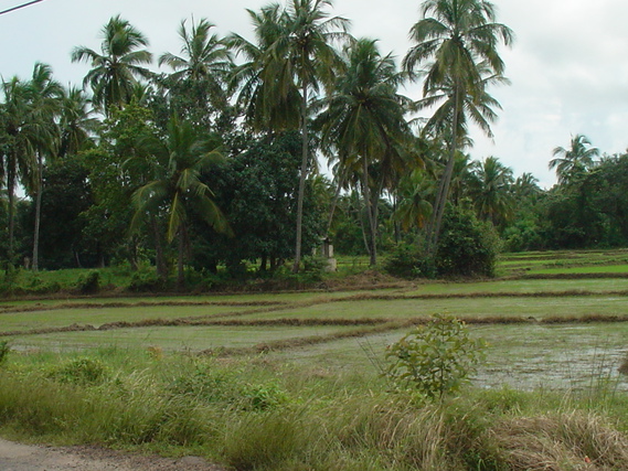 Sri Lanka - risières et palmiers
