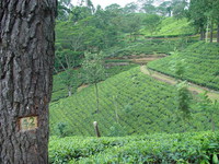Sri Lanka - plantation de thé