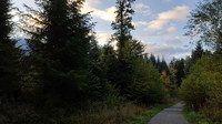 Chemin forestier