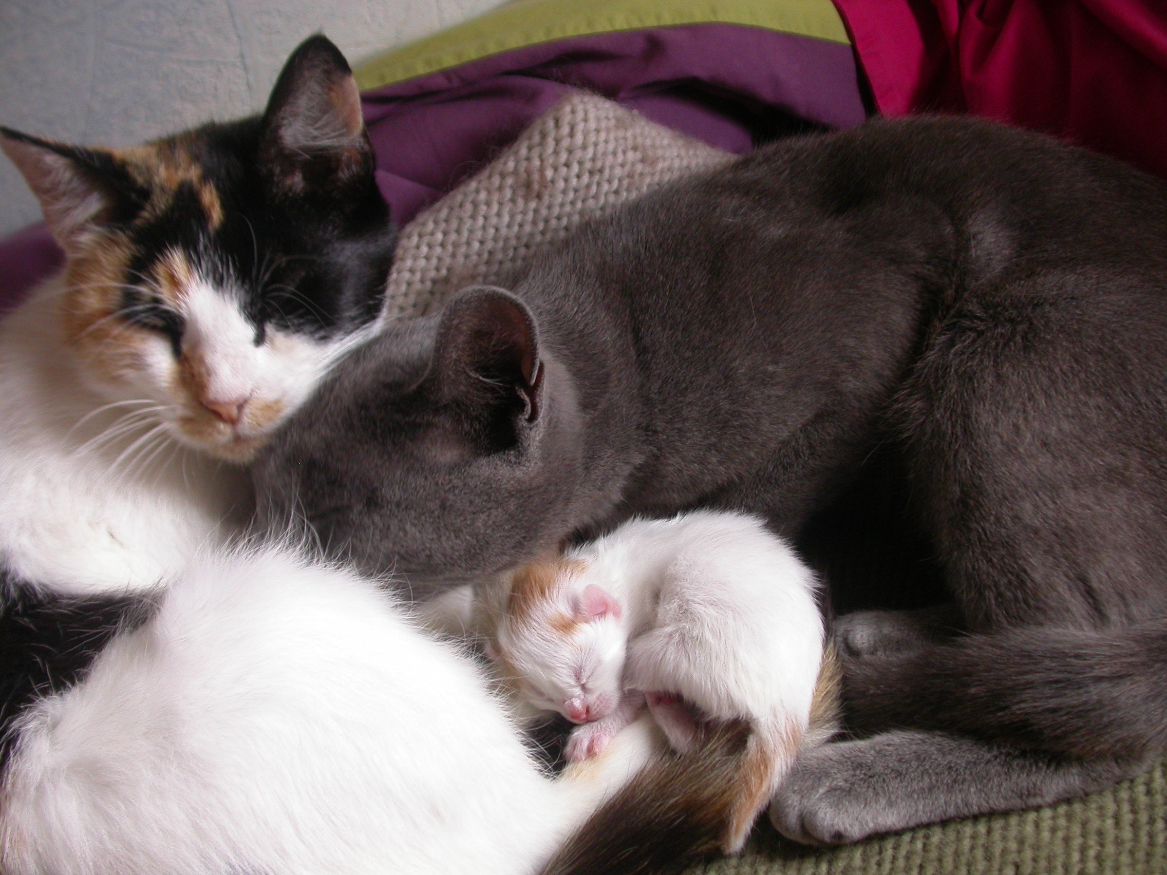 Chaton Juste Ne Ni Bu Ni Mange Pdt 5 Jours Chats Forum Animaux Doctissimo