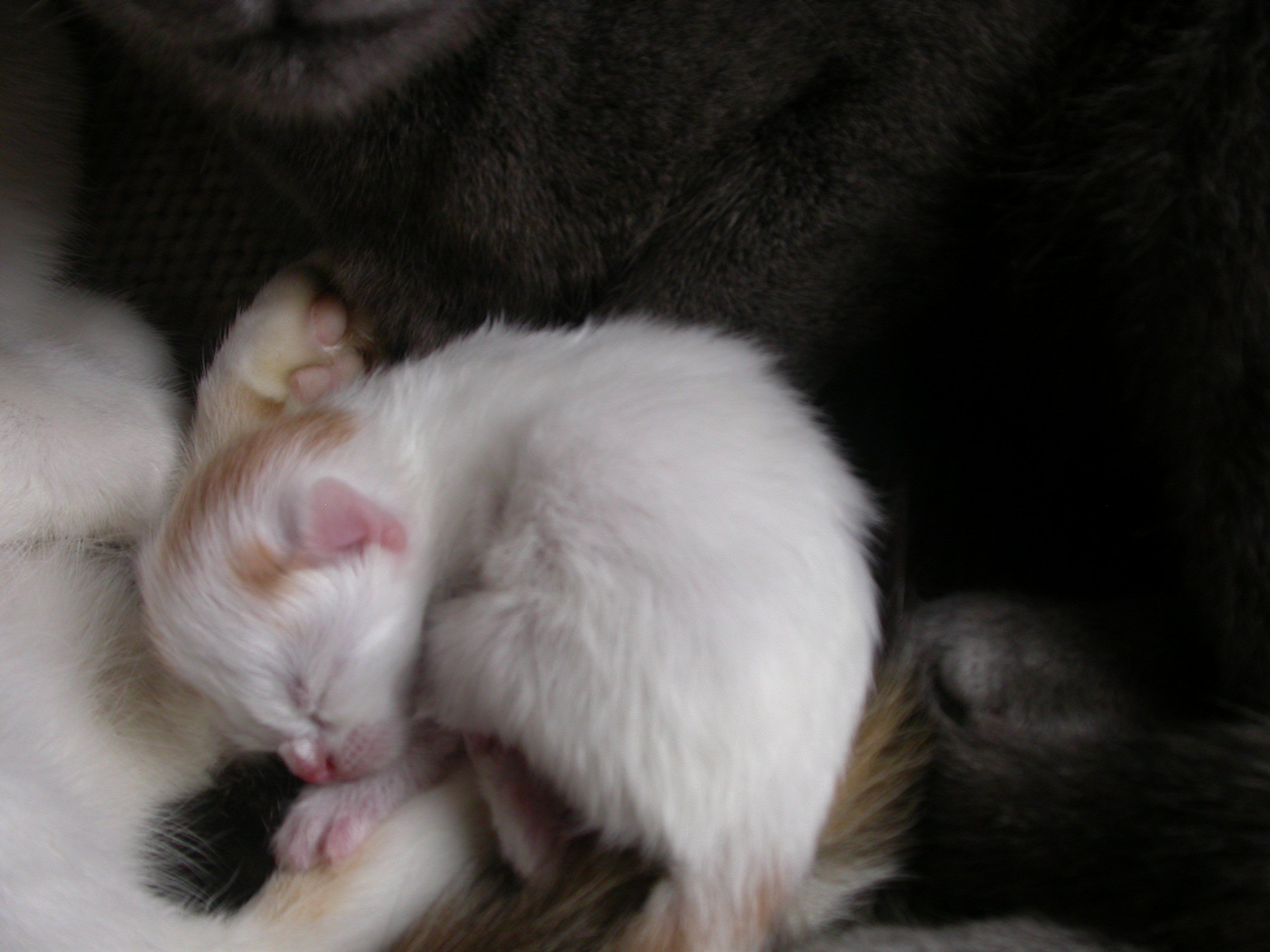 Chaton Juste Ne Ni Bu Ni Mange Pdt 5 Jours Chats Forum Animaux Doctissimo