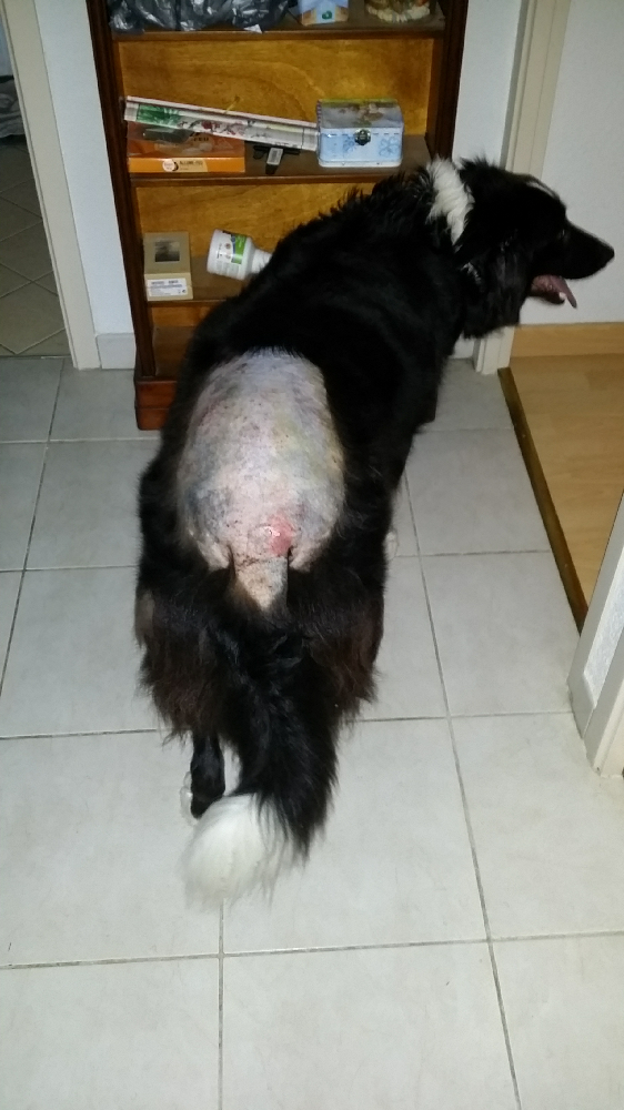 Anti Puce Efficace Chiens Forum Animaux