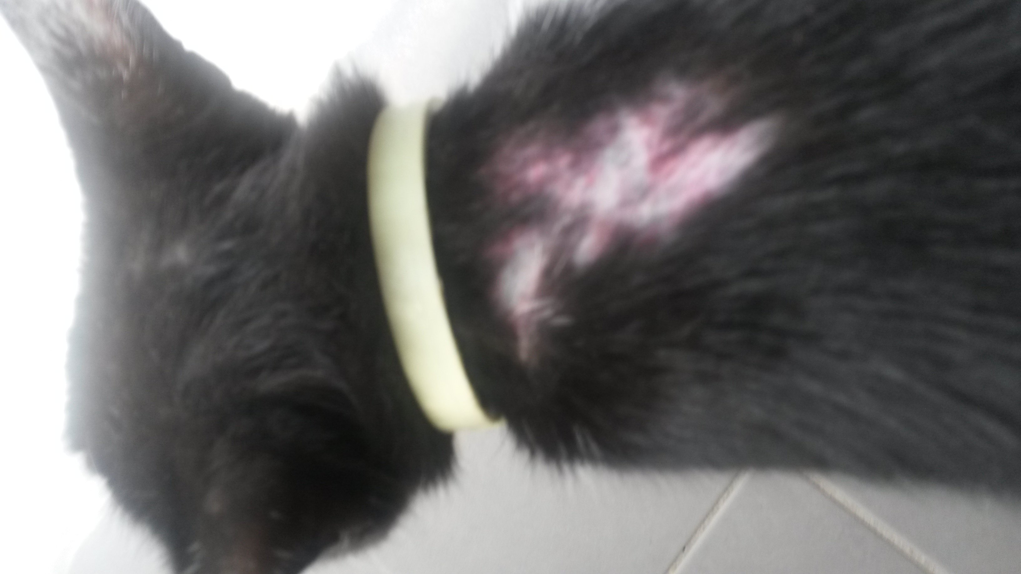 Mon Chat A T Il Un Probleme De Peau Chats Forum Animaux Doctissimo Mon Chat A T Il Un Probleme De Peau Chats Forum Animaux Doctissimo