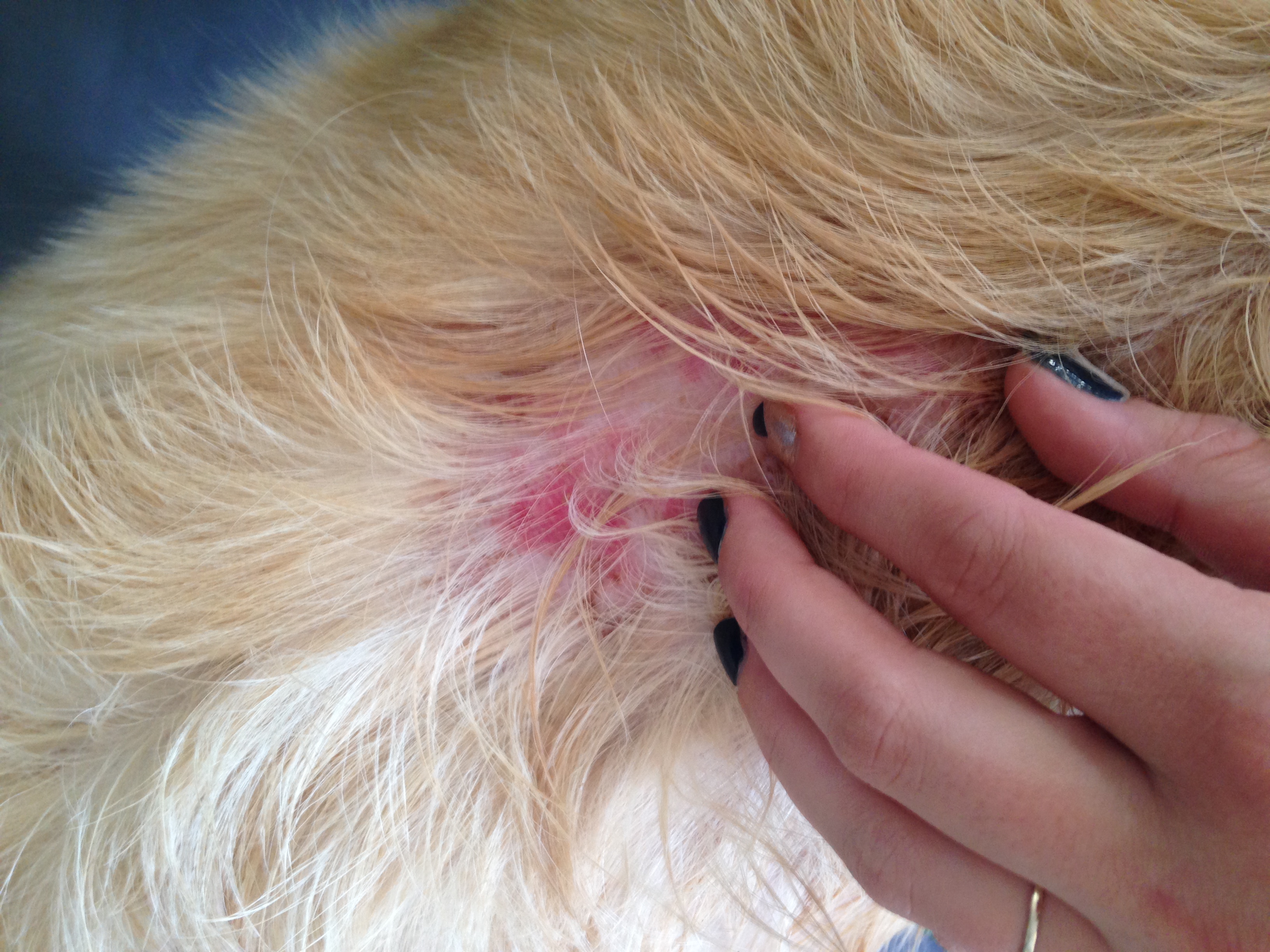 Ma Chienne A Des Croutes Se Gratte Et Perd Ses Poils Chiens Forum Animaux Doctissimo Ma Chienne A Des Croutes Se Gratte Et Perd Ses Poils Chiens Forum Animaux Doctissimo