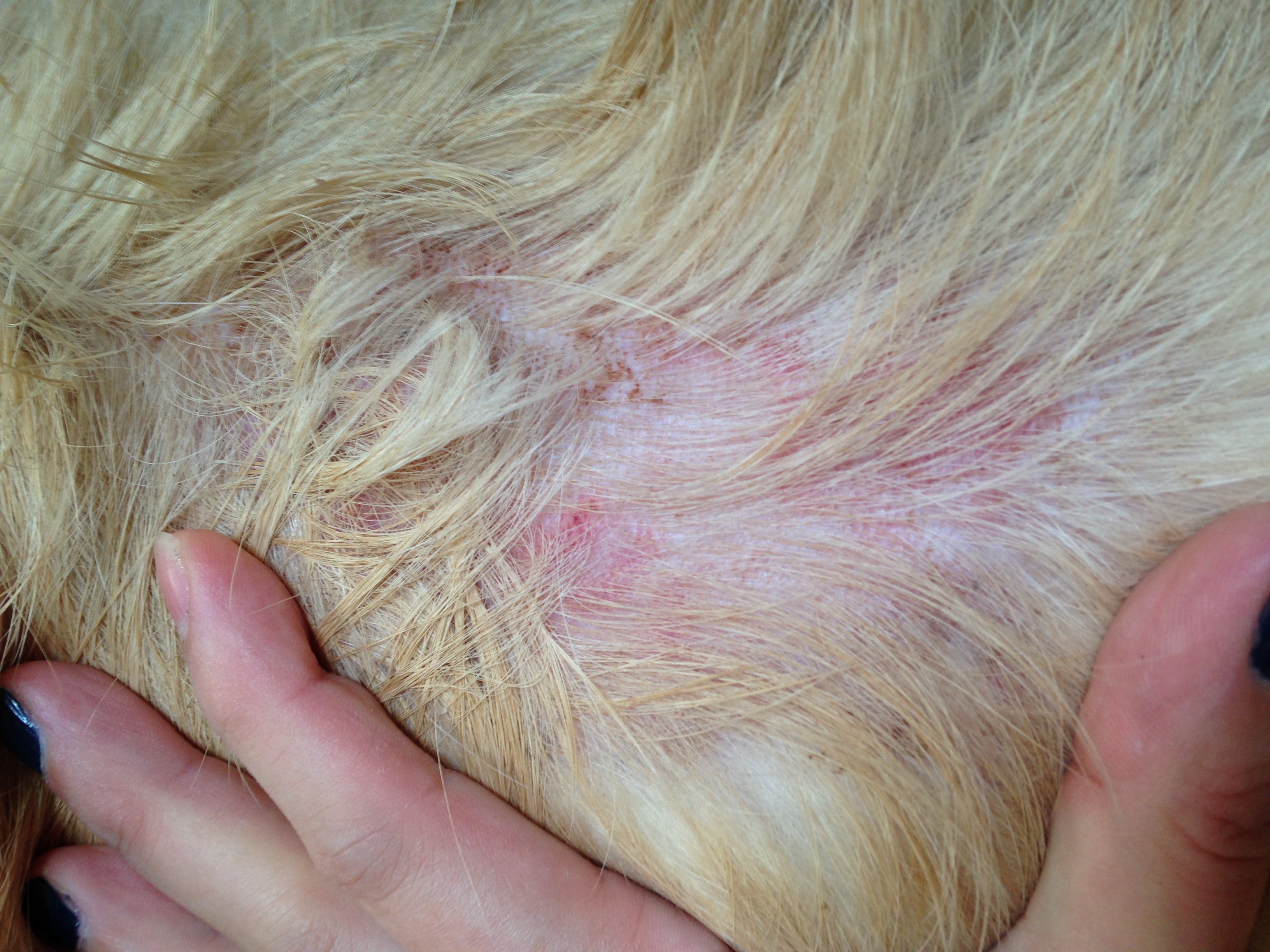 Ma Chienne A Des Croutes Se Gratte Et Perd Ses Poils Chiens Forum Animaux Doctissimo Ma Chienne A Des Croutes Se Gratte Et Perd Ses Poils Chiens Forum Animaux Doctissimo