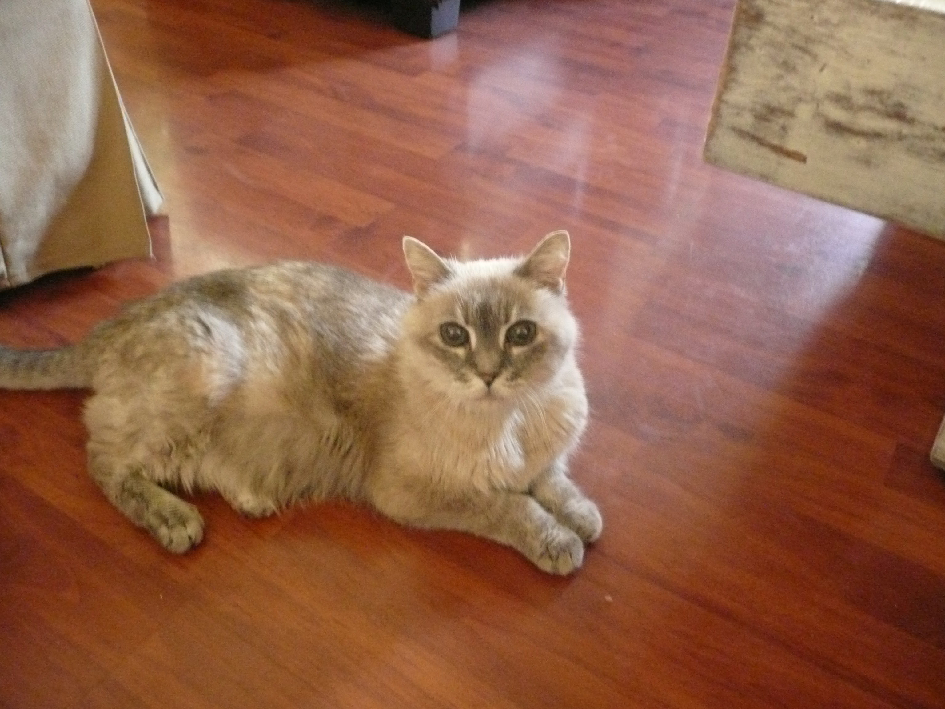 Posture En Sphinx Chats Forum Animaux Posture En Sphinx Chats Forum Animaux