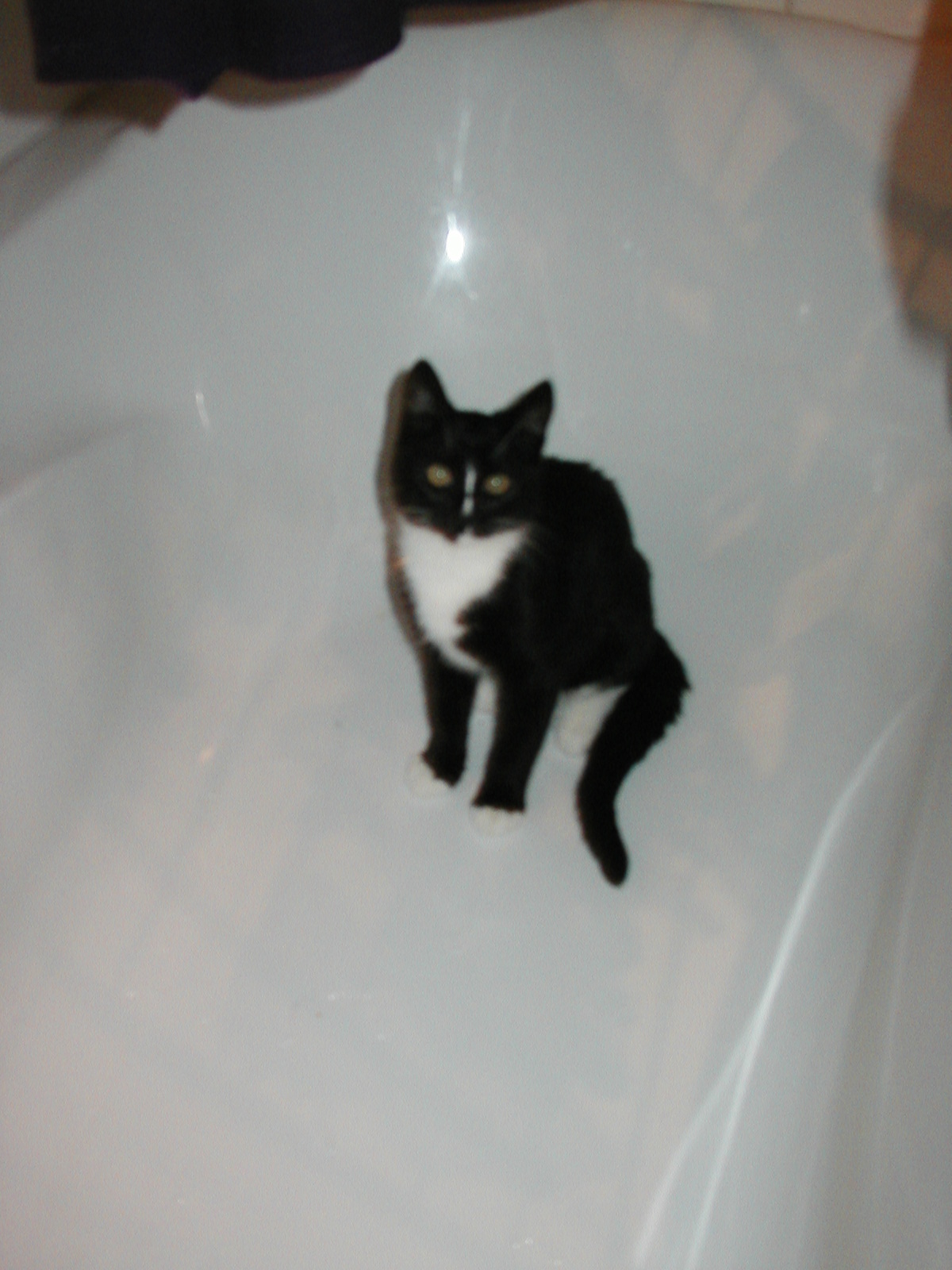 Mon Chat Est Calin Puis Agressif Chats Forum Animaux Doctissimo Mon Chat Est Calin Puis Agressif Chats Forum Animaux Doctissimo