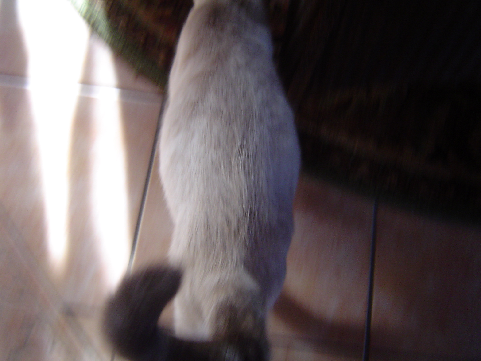 Les 0 Meilleures Chat Ventre Gonfle Dur Chat Ventre Gonfle Et Dur Les 0 Meilleures Chat Ventre Gonfle Dur Chat Ventre Gonfle Et Dur