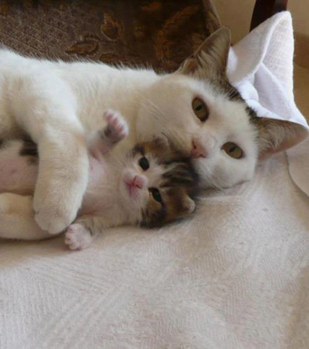 Calin Du Matin Bisou Calins Cœurs Diane1954 Photos Club Doctissimo