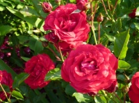 autre rose rouge