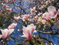 joli magnolia