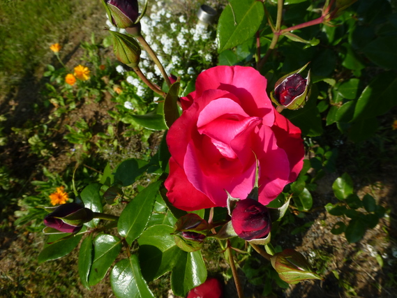 un joli bouton du rose vif bordéde blanc