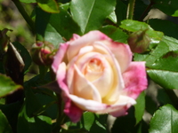 blanc rose
