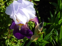 joli iris  couleur qu'on ne voit pas souvent