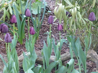 tulipes noires