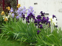 quelques iris devant la clôture
