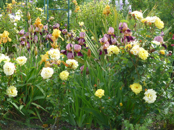 iris et roses jaunes
