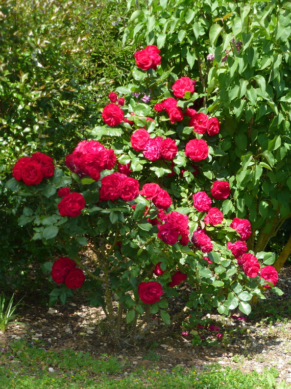 rosier rouge buisson