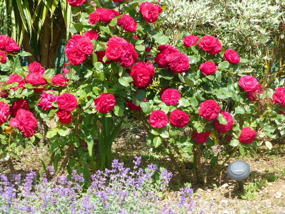 buisson de roses  rouges