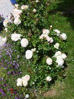 beau rosier blanc bordé de rose