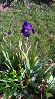 premier iris bleu foncé