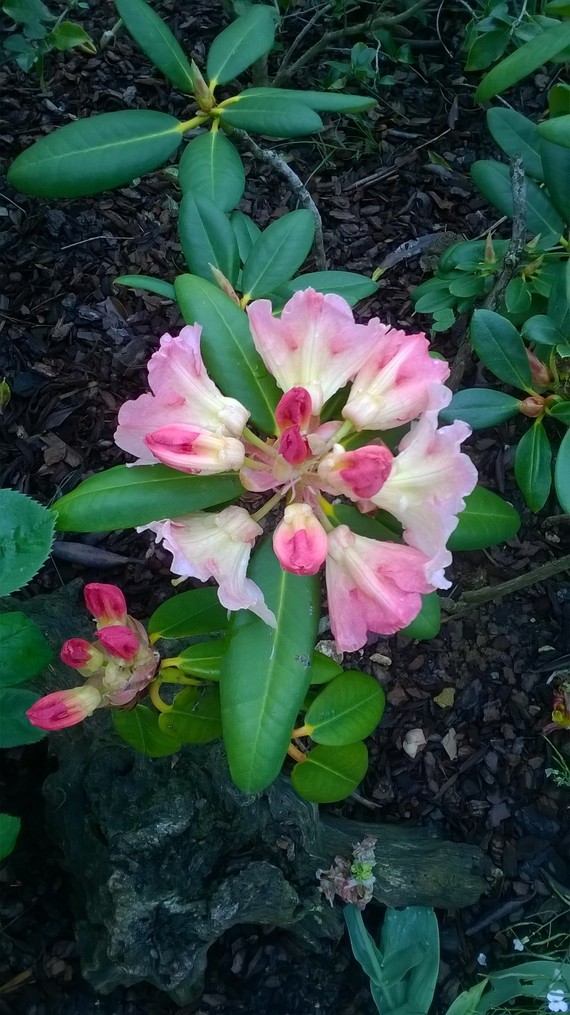 rhododendron en fleurs 3/5/2015