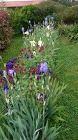 bordures d'iris avec floraison en cours 3/5/2015